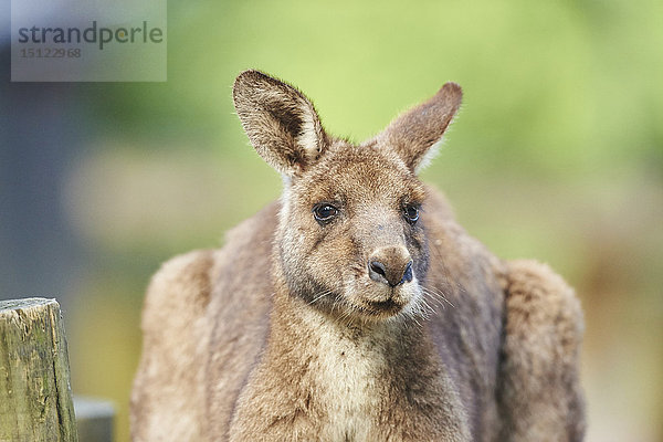 Östliches Graues Känguru  Macropus giganteus  Neusüdwales  Australien