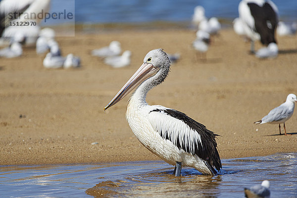 Maskenpelikan  Pelecanus conspicillatus  Neusüdwales  Australien