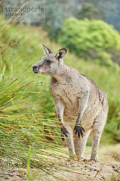 Östliches Graues Känguru  Macropus giganteus  Neusüdwales  Australien