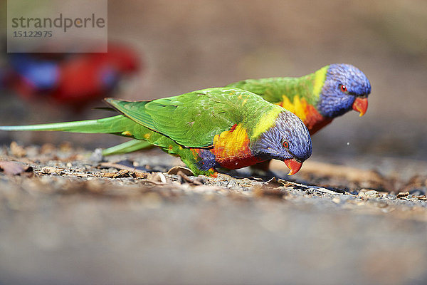 Regenbogenlori  Trichoglossus moluccanus  Victoria  Australien