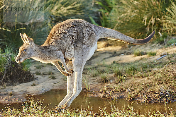 Östliches Graues Känguru  Macropus giganteus  Neusüdwales  Australien