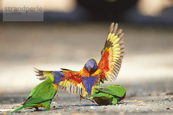 Regenbogenlori  Trichoglossus moluccanus  Victoria  Australien