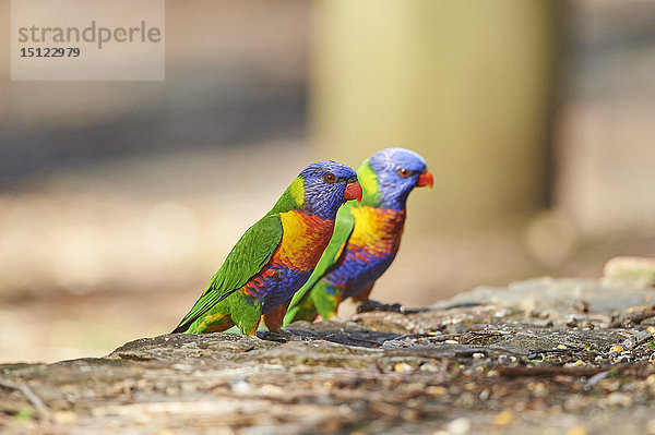 Regenbogenlori  Trichoglossus moluccanus  Victoria  Australien