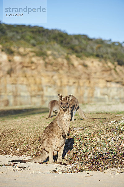 Östliches Graues Känguru  Macropus giganteus  Neusüdwales  Australien