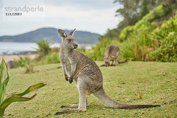 Östliches Graues Känguru  Macropus giganteus  Neusüdwales  Australien