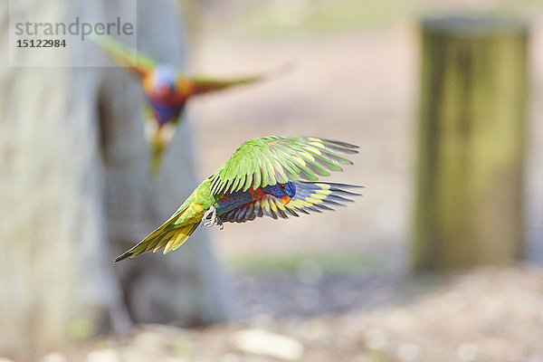 Regenbogenlori  Trichoglossus moluccanus  Victoria  Australien