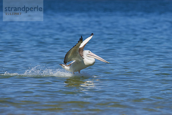 Maskenpelikan  Pelecanus conspicillatus  Neusüdwales  Australien