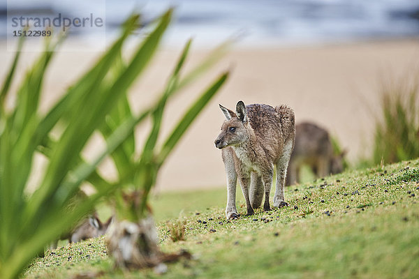 Östliches Graues Känguru  Macropus giganteus  Neusüdwales  Australien