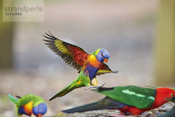 Regenbogenlori  Trichoglossus moluccanus  Victoria  Australien