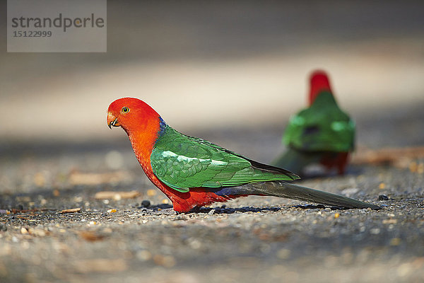 Regenbogenlori  Trichoglossus moluccanus  Victoria  Australien