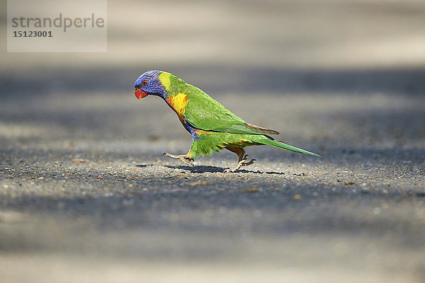 Regenbogenlori  Trichoglossus moluccanus  Victoria  Australien