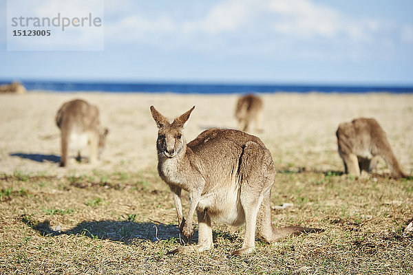 Östliches Graues Känguru  Macropus giganteus  Neusüdwales  Australien