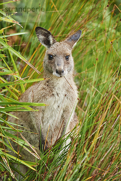 Östliches Graues Känguru  Macropus giganteus  Neusüdwales  Australien