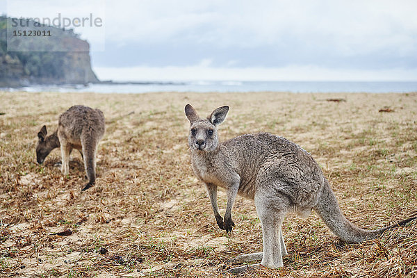 Zwei östliche graue Kängurus  Macropus giganteus  Neusüdwales  Australien