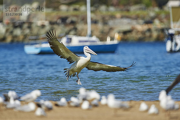 Brillenplikan  Pelecanus conspicillatus  New South Wales  Australien