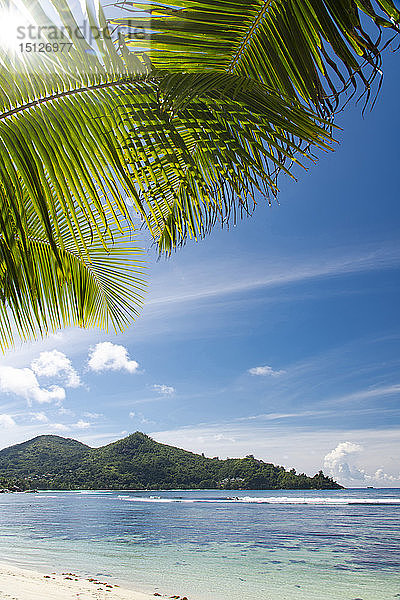 Die Sonne scheint durch die Palmenblätter in Baie Lazar  Mahe  Seychellen  Indischer Ozean  Afrika
