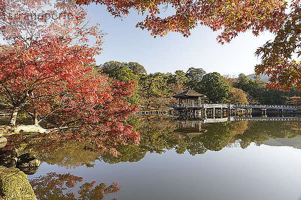 Herbstfarben um den Ukimido-Pavillon am Sagiike-Teich  Nara-Park  Nara  Japan  Asien
