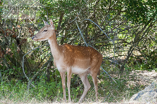 Weiblicher Damhirsch (Dama dama)  Naturschutzgebiet von Duna Feniglia  Orbetello  Maremma  Provinz Grosseto  Toskana  Italien  Europa