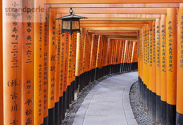 Rote Tore am Fushimi Inari Taisha  einem Shinto-Schrein auf dem Berg Inari  Kyoto  Arashiyama  Japan  Asien