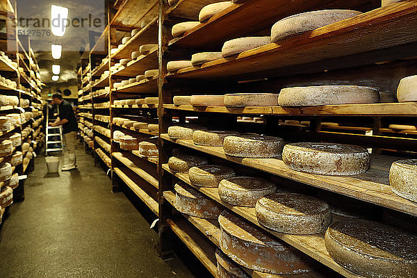 Handwerklich hergestellter Beaufort-Käse in einem traditionellen Keller  Rognaix  Savoie  Frankreich  Europa
