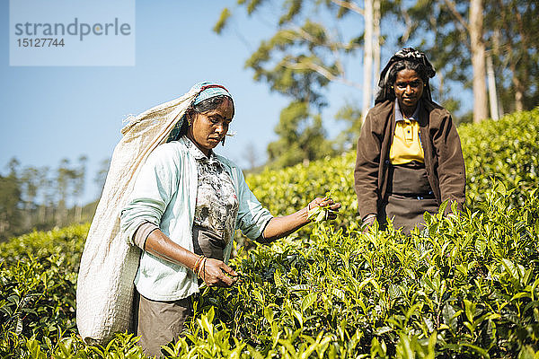 Tamilische Teepflückerin in einer Teeplantage im Hochland  Nuwara Eliya  Zentralprovinz  Sri Lanka  Asien