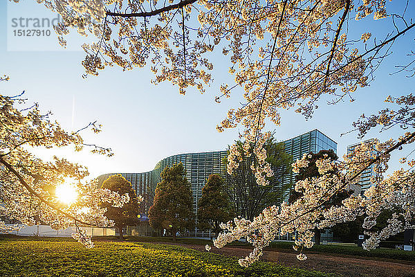 Frühlingskirschblüten  Das Nationale Kunstzentrum  Roppongi  Tokio  Japan  Asien