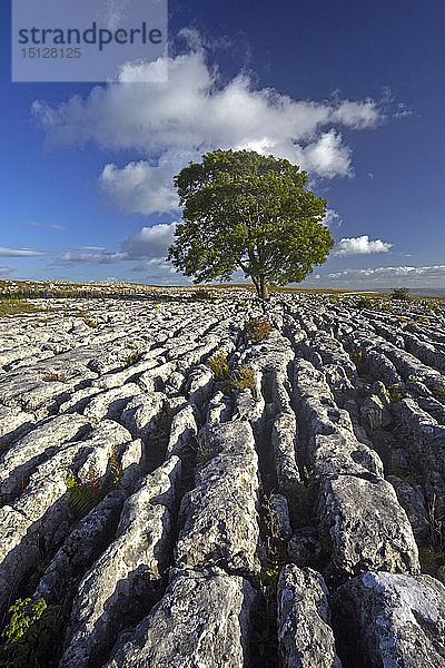 Ein einsamer Baum auf dem Kalksteinpflaster bei Malham Lings  nahe Malham  North Yorkshire  England  Vereinigtes Königreich  Europa