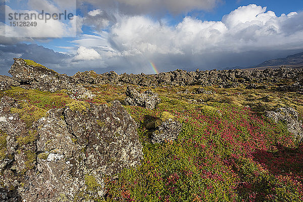 Regenbogen über isländischer Herbstflora und moosbewachsenem Lavafeld  Thingvellir-Nationalpark  UNESCO-Weltkulturerbe  Südwestisland  Island  Polarregionen