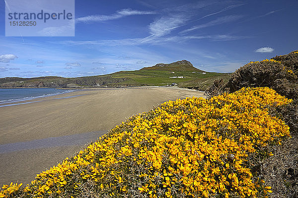 Whitesands Bay im Pembrokeshire-Nationalpark  Pembrokeshire  Wales  Vereinigtes Königreich  Europa