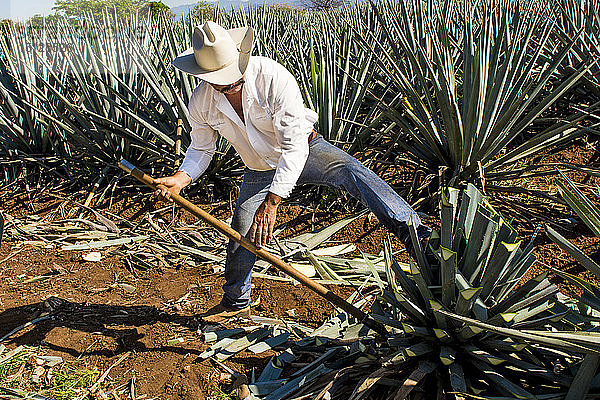 Ernte der Agave für Tequila  Tequila  UNESCO-Weltkulturerbe  Jalisco  Mexiko  Nordamerika