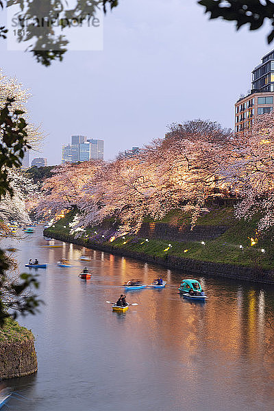 Frühjahrskirschblüte  Chidorigafuchi  Chiyoda ku  Tokio  Japan  Asien