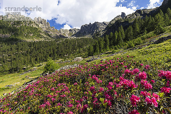 Blüte der Rhododendren in den Orobie-Alpen  Valgerola  Orobie-Alpen  Valtellina  Lombardei  Italien  Europa