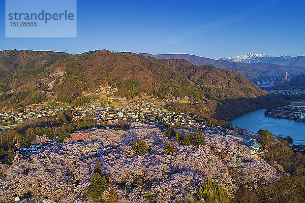 Kirschblüte am Schloss Takato  Takato  Präfektur Nagano  Honshu  Japan  Asien