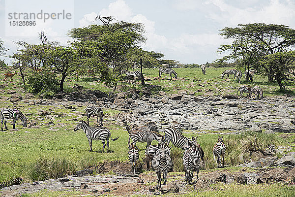 Zebras an einer Salzlecke  Maasai Mara  Kenia  Ostafrika  Afrika