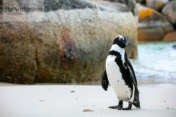 Afrikanischer Pinguin  Boulders Beach in Kapstadt  Südafrika  Afrika