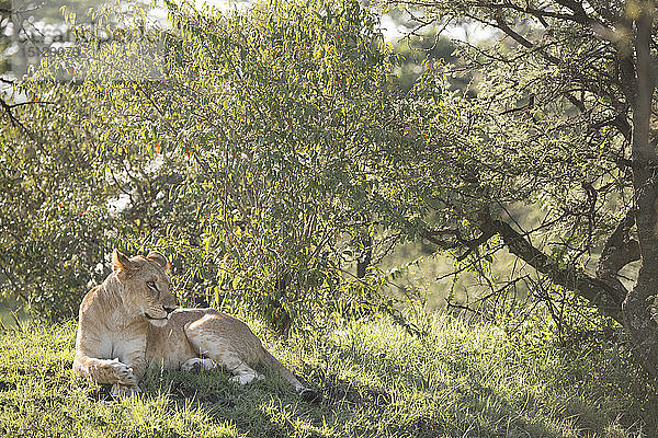Wilder Löwe in der Olare Motorogi Conservancy der Maasai Mara  Kenia  Ostafrika  Afrika