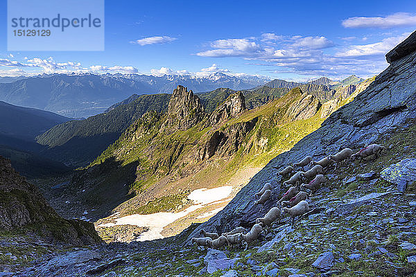 Schafherde in großer Höhe  Valgerola  Orobie Alpen  Valtellina  Lombardei  Italien  Europa