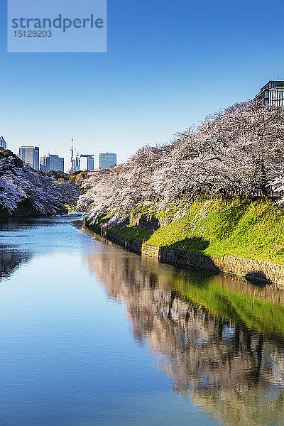 Frühjahrskirschblüte  Chidorigafuchi  Chiyoda ku  Tokio  Japan  Asien