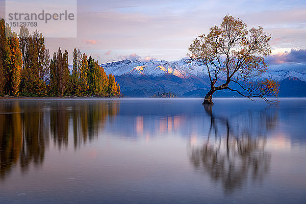 Wanaka Tree  Lake Wanaka mit den schneebedeckten Gipfeln des Mount Aspiring National Park  Otago  Südinsel  Neuseeland  Pazifik