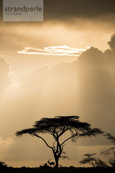 Impala (Antilope)  die während eines Sturms bei Sonnenuntergang im Maasai Mara National Reserve  Kenia  Ostafrika  Afrika  Schutz unter einer Akazie sucht