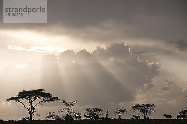 Impala und Zebras auf einem Bergrücken während eines Gewitters bei Sonnenuntergang im Maasai Mara National Reserve  Kenia  Ostafrika  Afrika