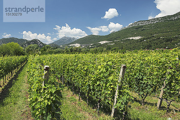 Weinanbaugebiet  Halbinsel Peljasac  Dalmatien  Kroatien  Europa