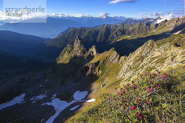 Blühende Rhododendren mit den Rätischen Alpen im Hintergrund  Valgerola  Orobie Alpen  Valtellina  Lombardei  Italien  Europa