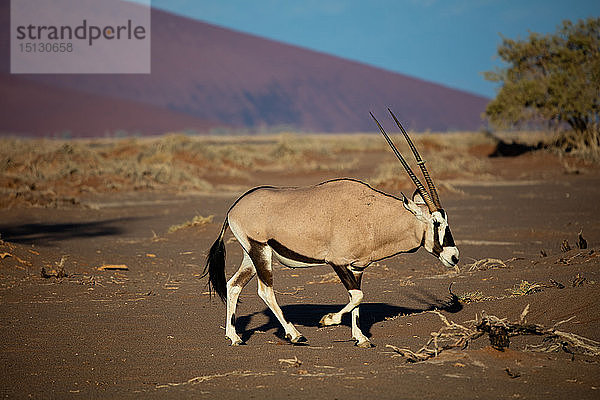 Oryx spaziert durch den Sossusvlei-Nationalpark  Namibia  Afrika