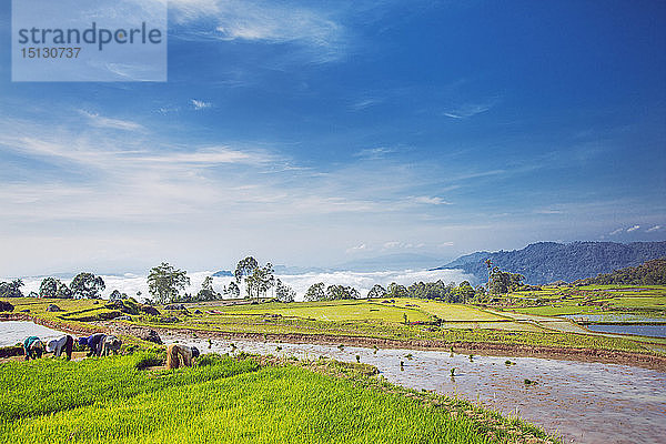 Reisfelder im Hochland  Tana Toraja  Sulawesi  Indonesien  Südostasien  Asien
