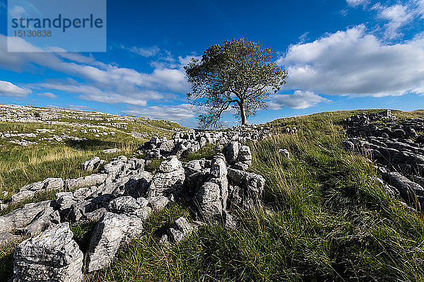 Baum und Kalksteinpflaster oberhalb von Malham  Yorkshire Dales  Yorkshire  England  Vereinigtes Königreich  Europa