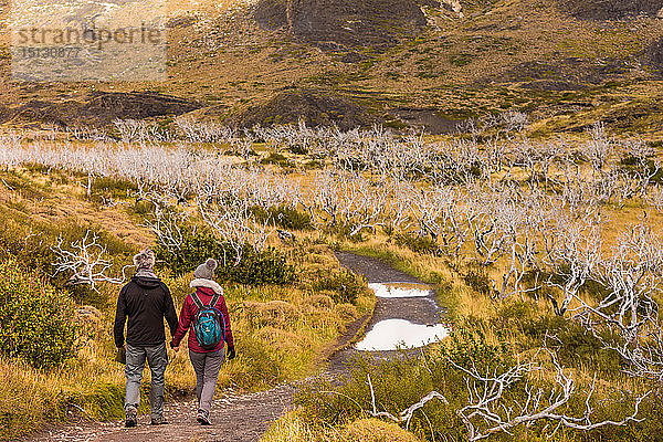 Genießen Sie die friedliche und wunderschöne Landschaft des Torres del Paine Nationalparks  Patagonien  Chile  Südamerika