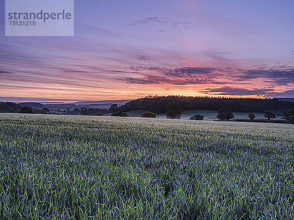 Morgenhimmel über einem Gerstenfeld in Stowford  nahe Exmouth  Devon  England  Vereinigtes Königreich  Europa