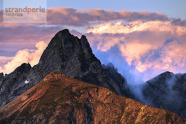 Schafe auf einem sonnenbeschienenen Bergrücken  Valgerola  Orobie Alpen  Valtellina  Lombardei  Italien  Europa