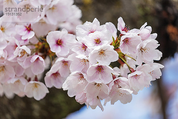 Kirschblüte  Kyoto  Japan  Asien